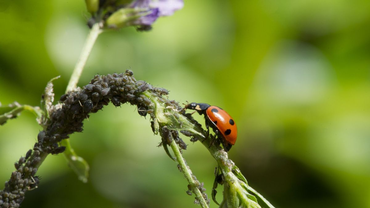 Las mariquitas actúan eficazmente contra la plaga del pulgón