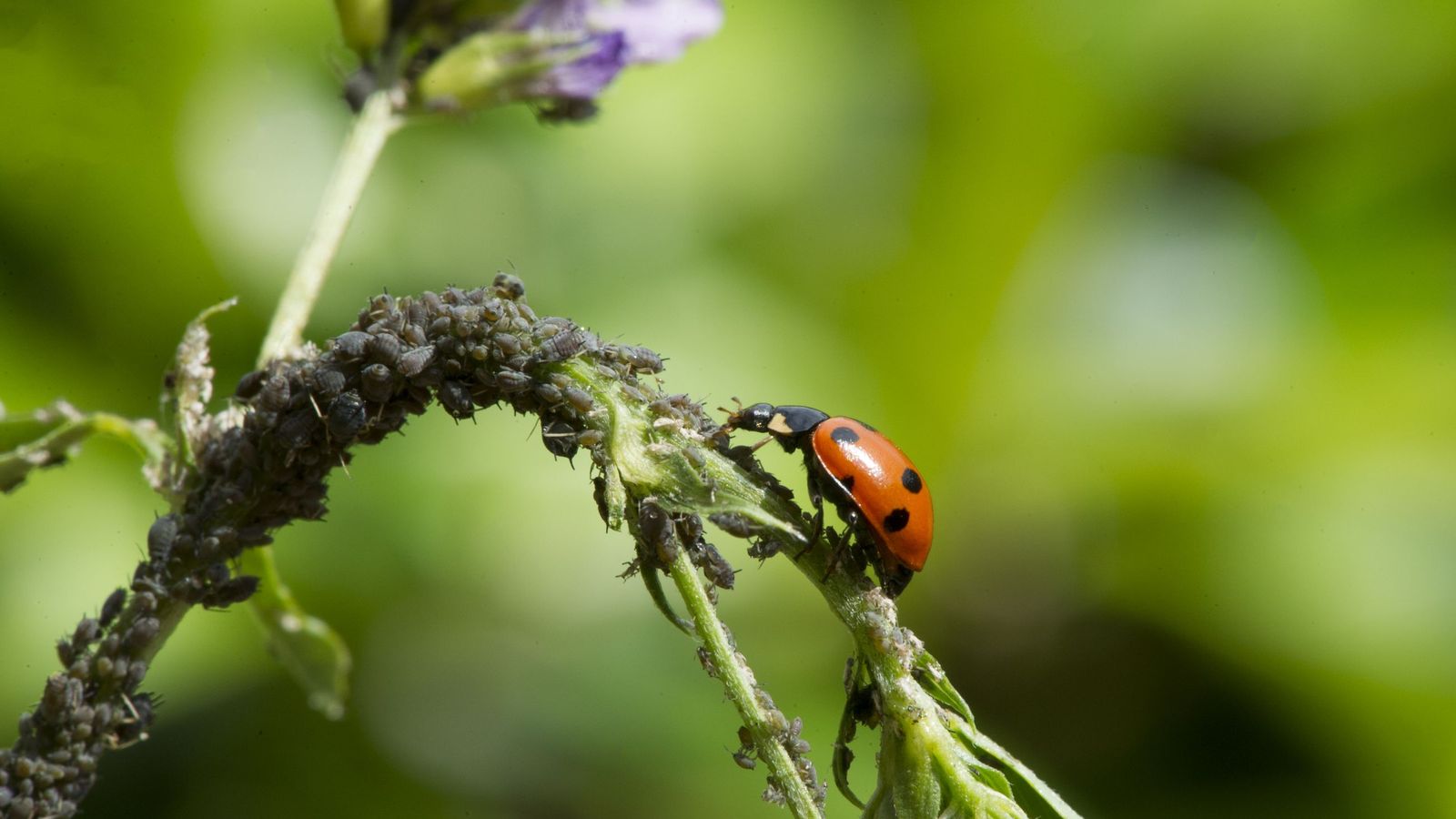 Las mariquitas actúan eficazmente contra la plaga del pulgón