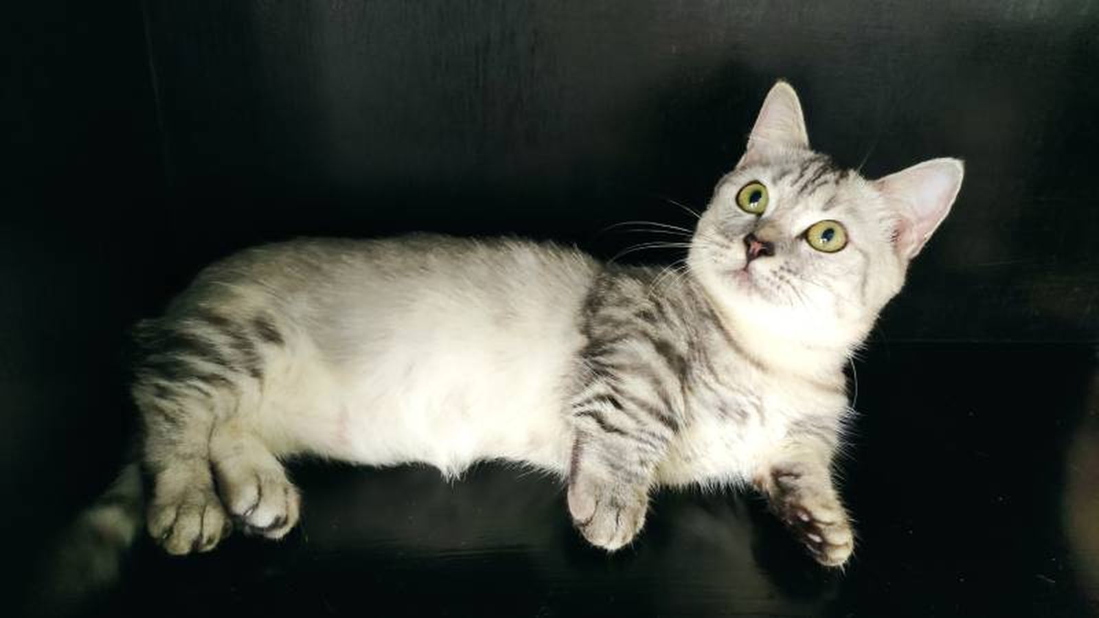 Esta raza felina destaca por su carácter tranquilo y cariñoso. Esta raza felina destaca por su carácter tranquilo y cariñoso.