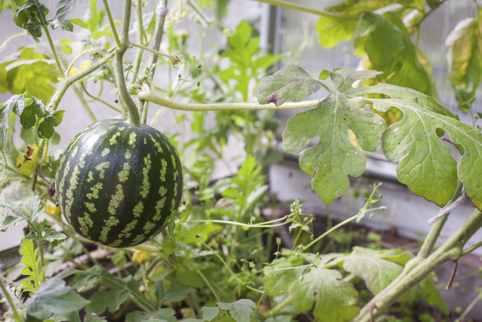Cómo cultivar sandía