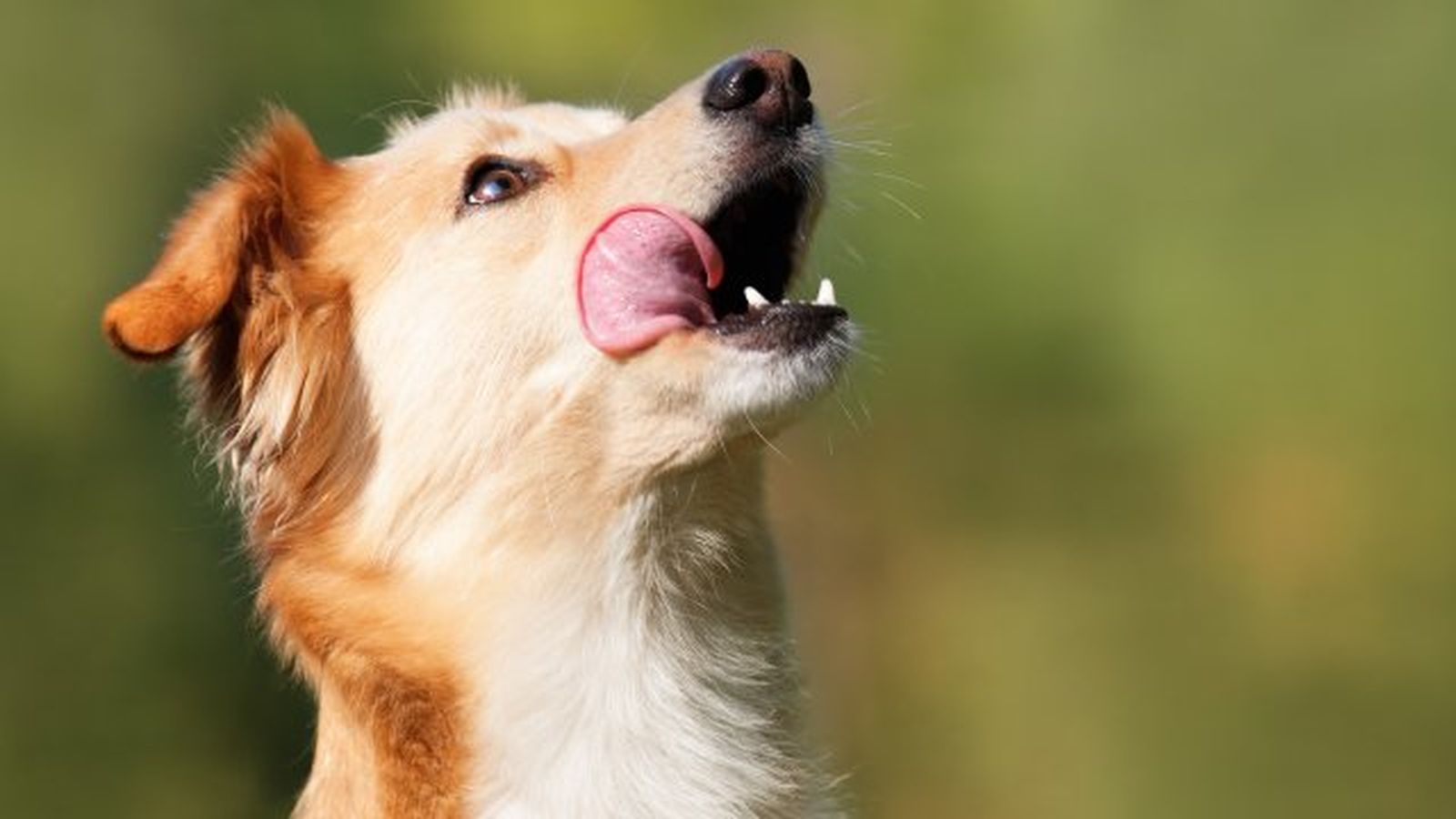 por que lamen los perros 1 por que lamen los perros 1