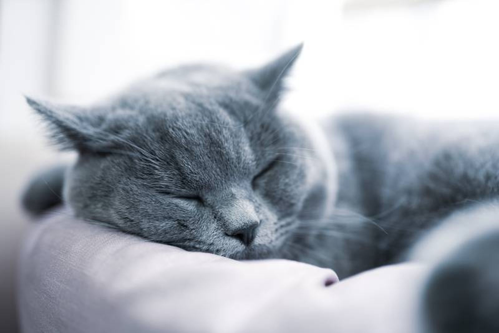 Es posible que tu gato prefiera descansar en estantes, repisas o cualquier sitio elevado.