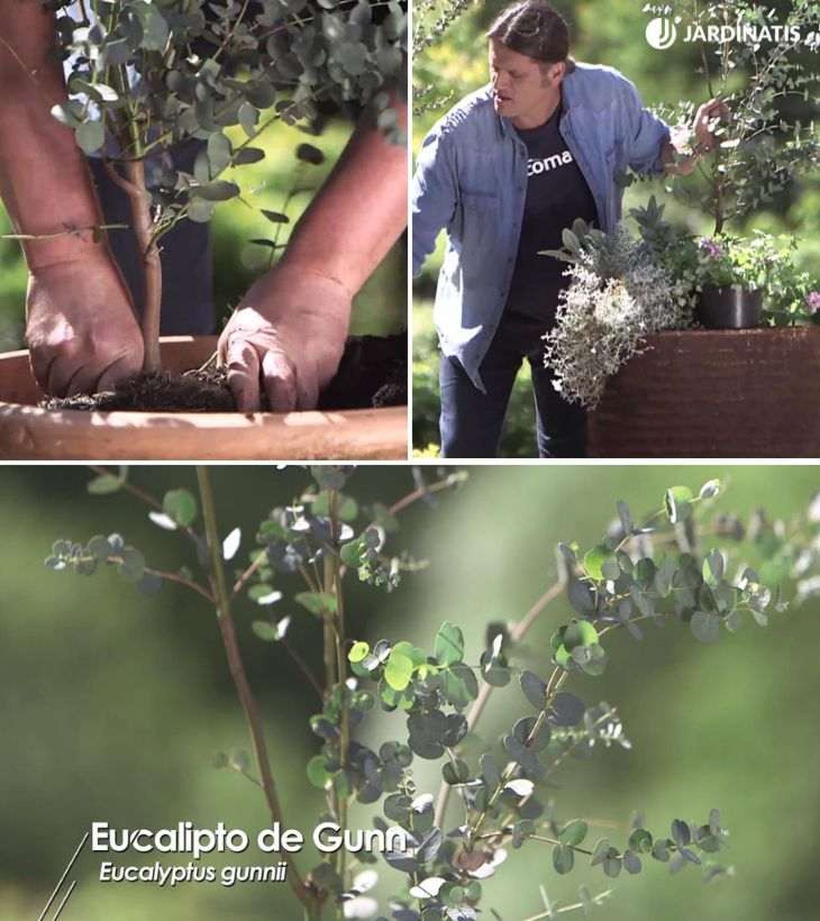 plantacion de eucalyptus gunnii tiesto 966 plantacion de eucalyptus gunnii tiesto 966