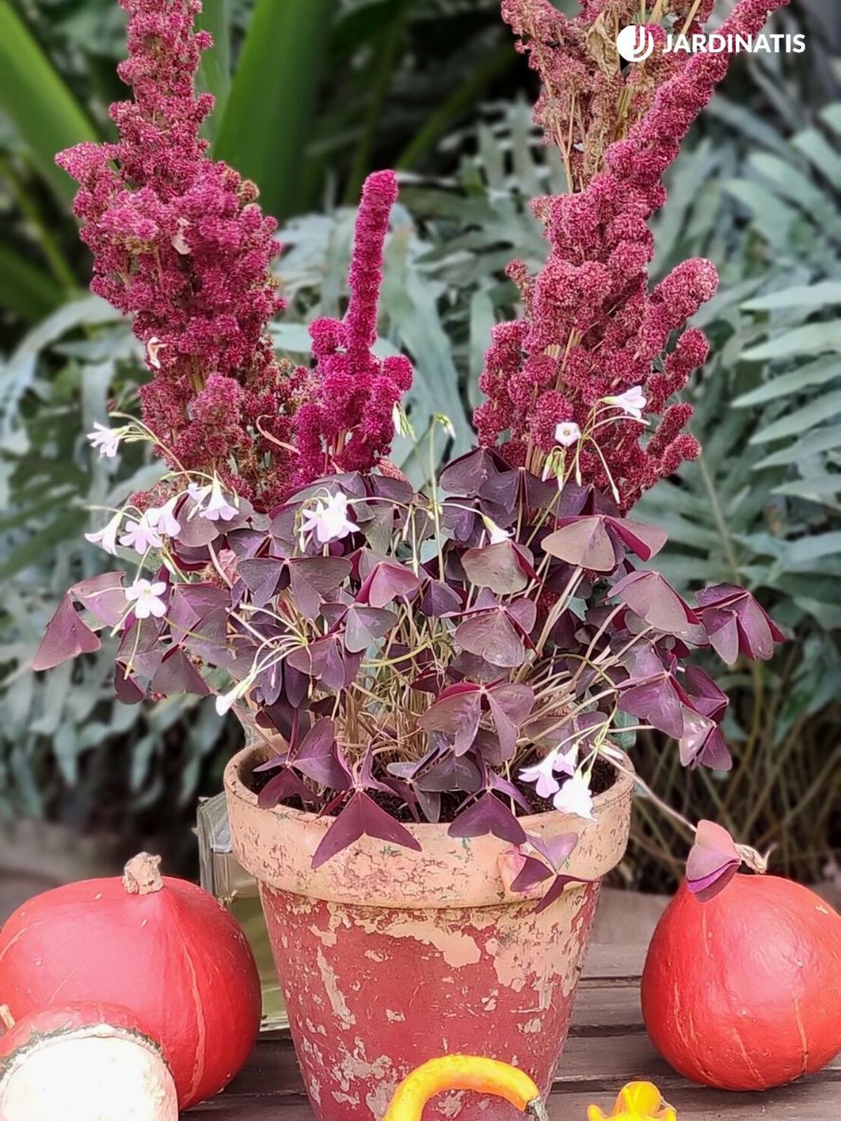 composicion otonal oxalis amaranto