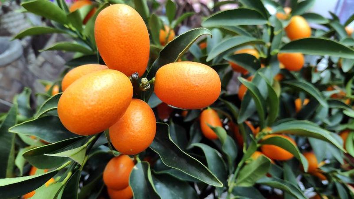 Fruto kumquat en árbol