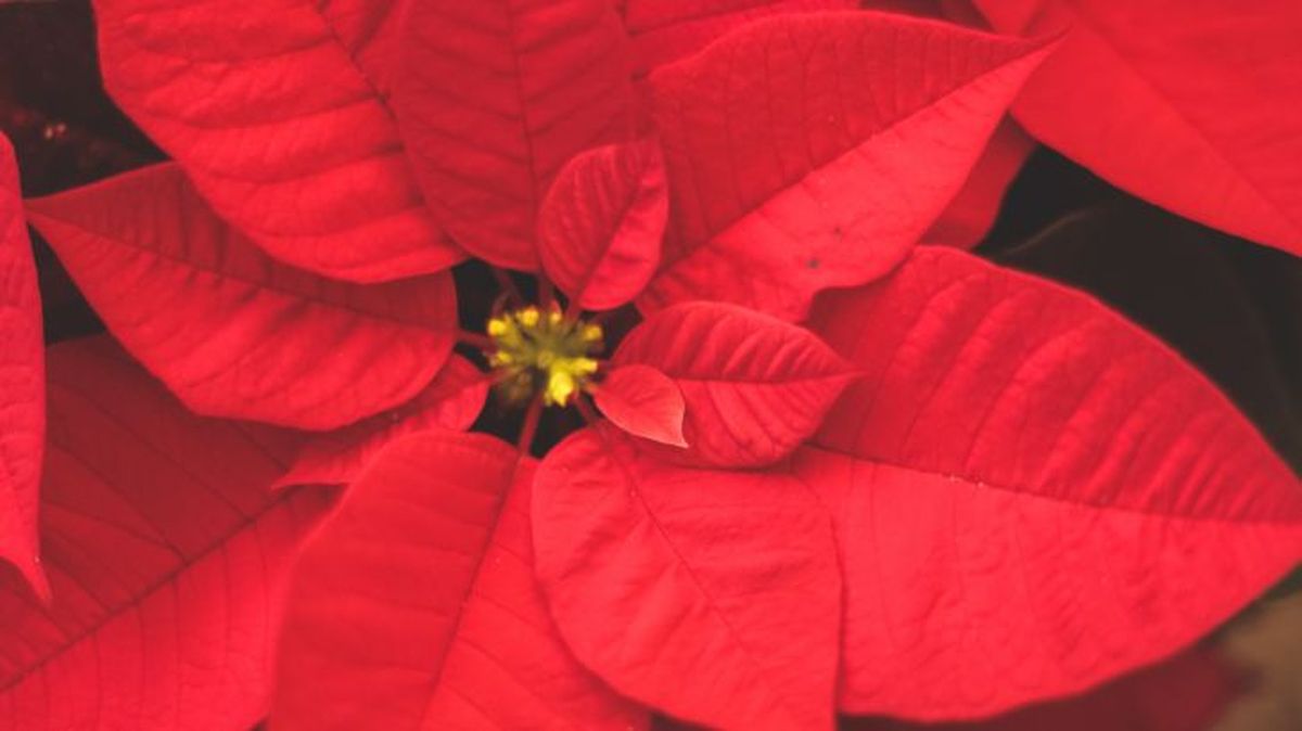 La forma más eficaz de proteger a un gato frente a la intoxicación es la prevención.