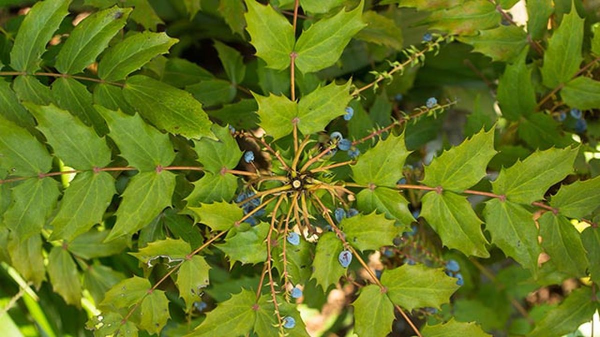 mahonia media charity deco jardin 510