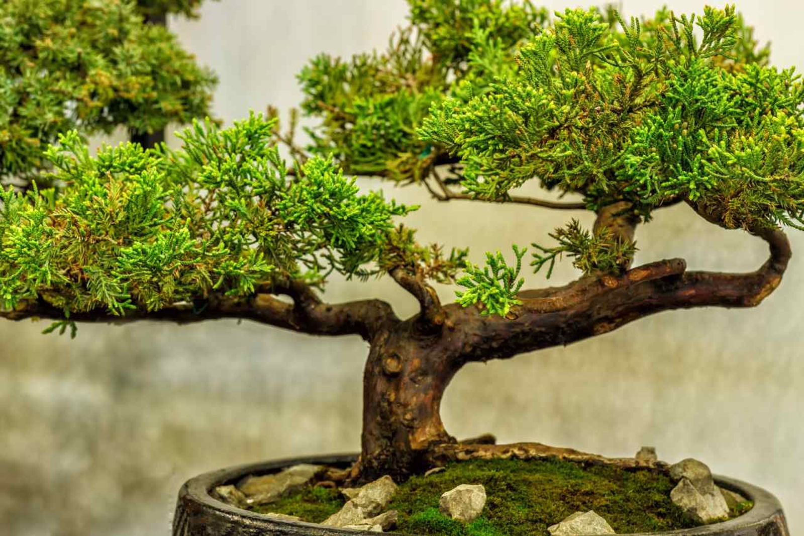 Los bonsáis son árboles en miniatura que requieren paciencia y dedicación.