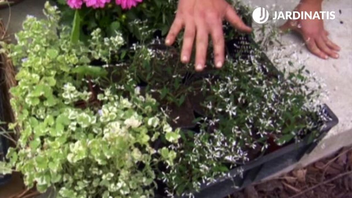 Euphorbia Diamond Frost para decorar entrada casa primavera verano deco 576 jardin