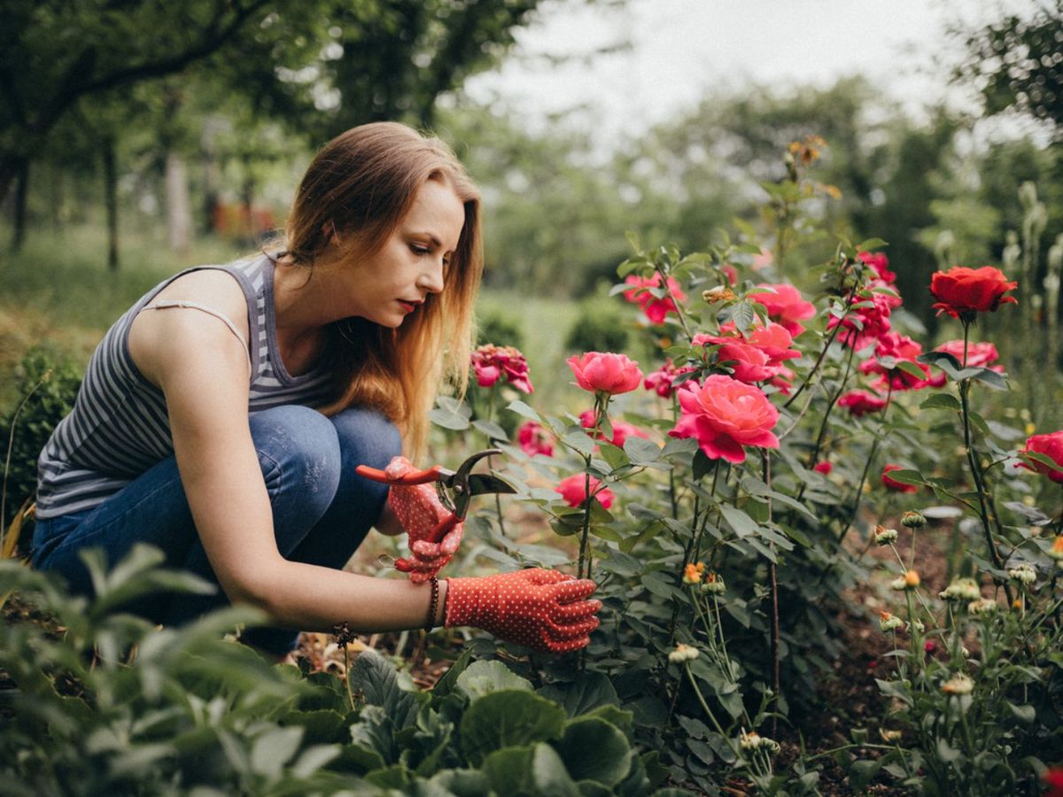 El suele debe ser preferiblemente arcilloso y alcalino.