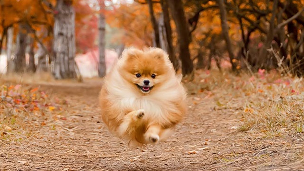 perro pomerania 3 corriendo