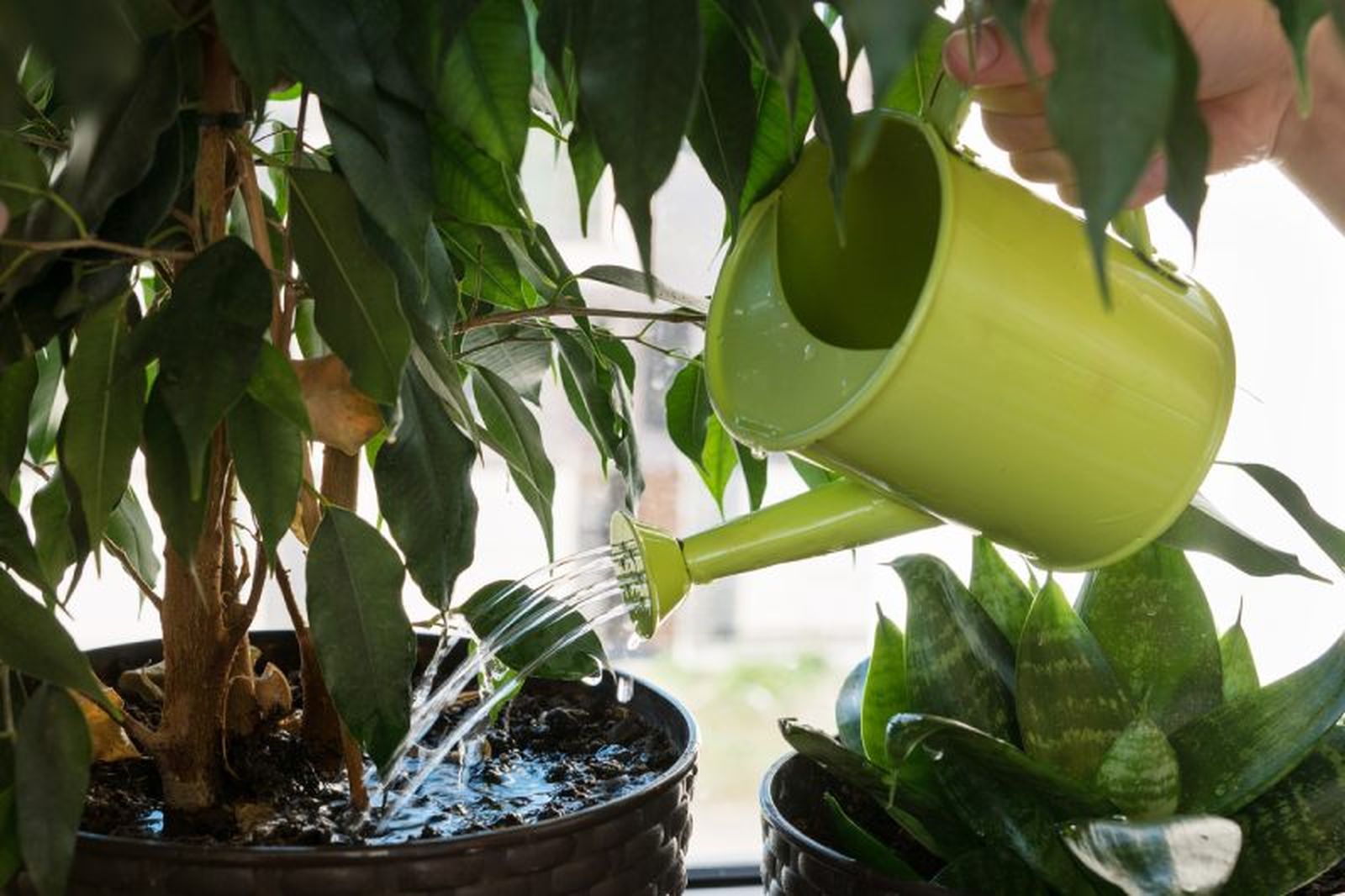 No te excedas con el riego de las plantas. No te excedas con el riego de las plantas.