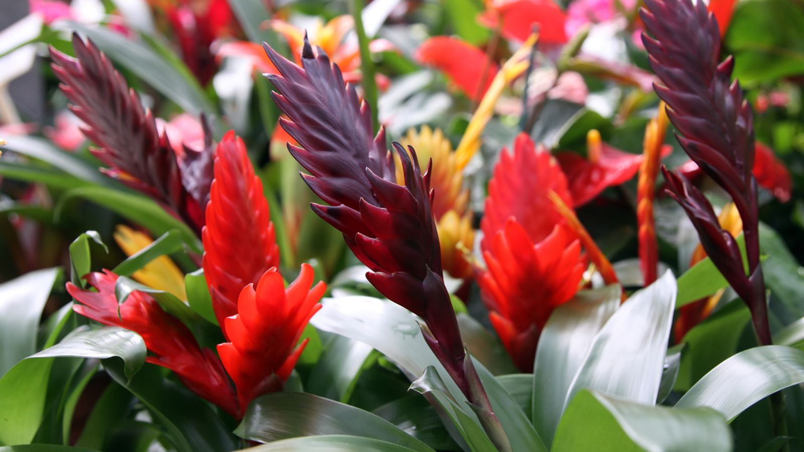 Vriesea splendens caracteristicas Vriesea splendens caracteristicas