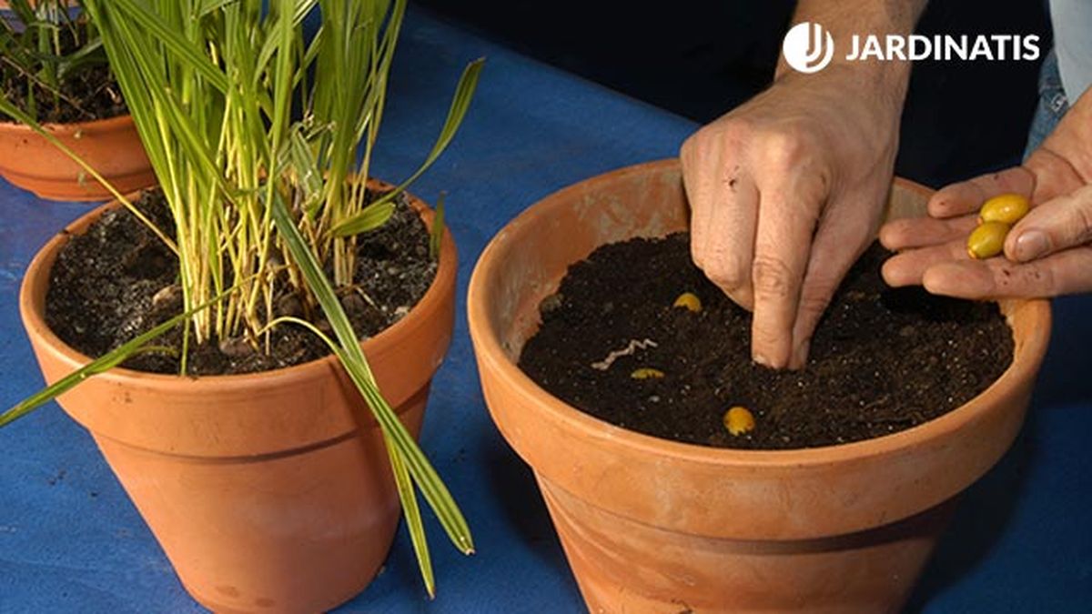 Reproducción de palmeras paso 5