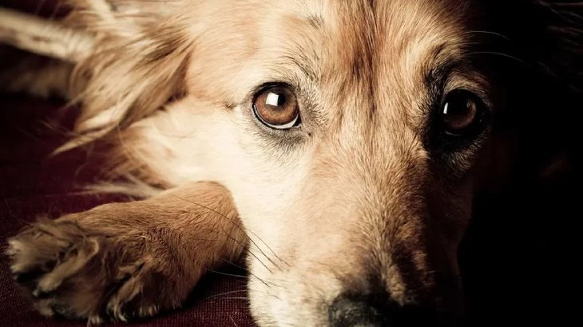 leishmaniosis canina 6