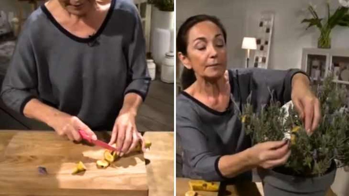 Plátano para ahuyentar pulgas y gusanos en la planta de lavanda