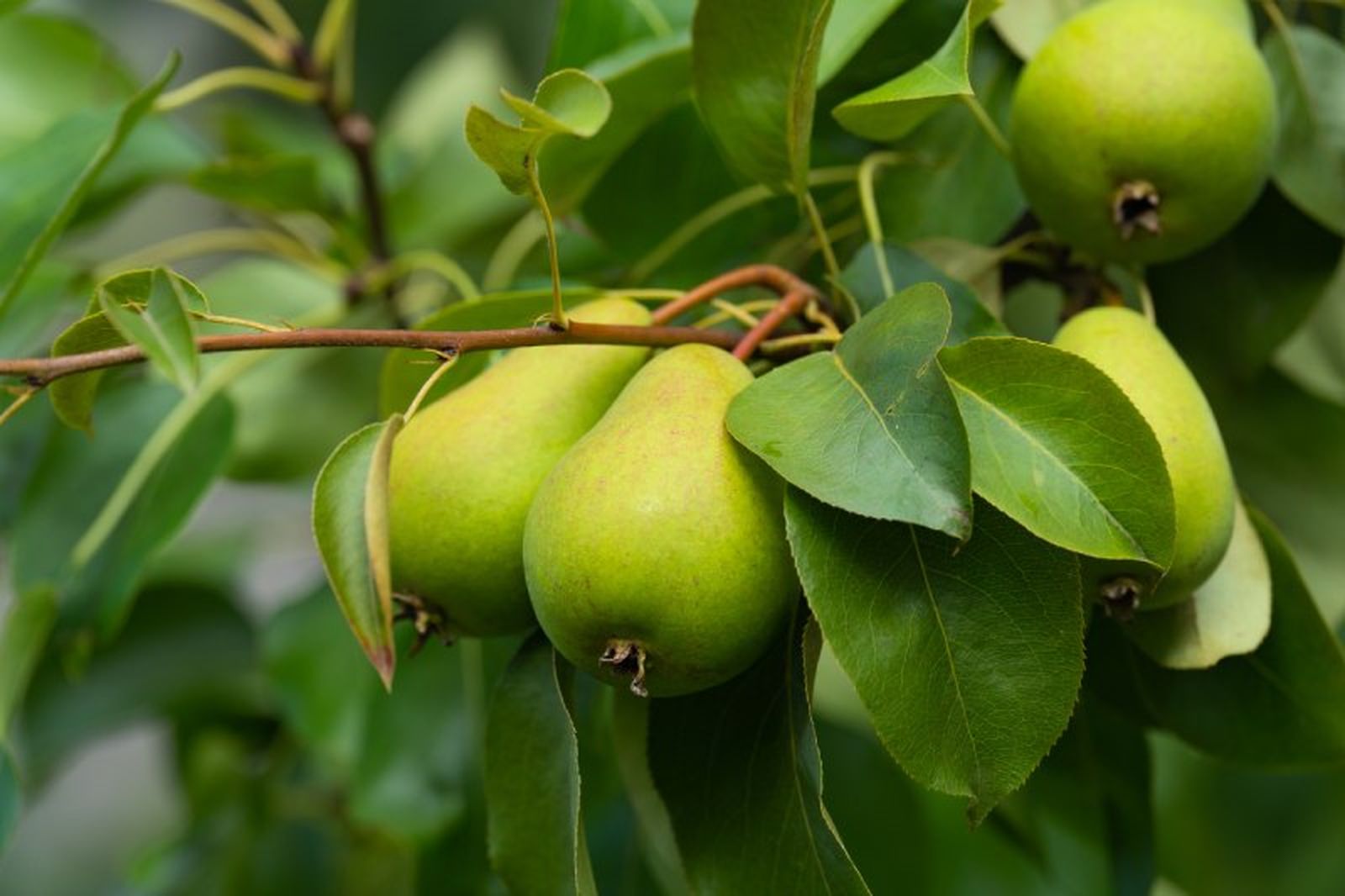 El verdadero fruto de la pera es el endocarpio. El verdadero fruto de la pera es el endocarpio.
