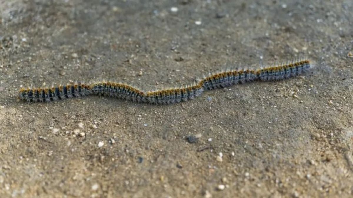 oruga procesionaria y perros 3