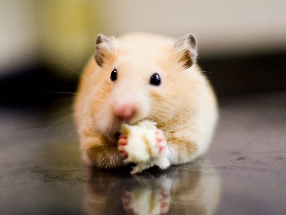 Los hámsters pueden comer pan en pequeñas cantidades, aunque no de cualquier tipo.