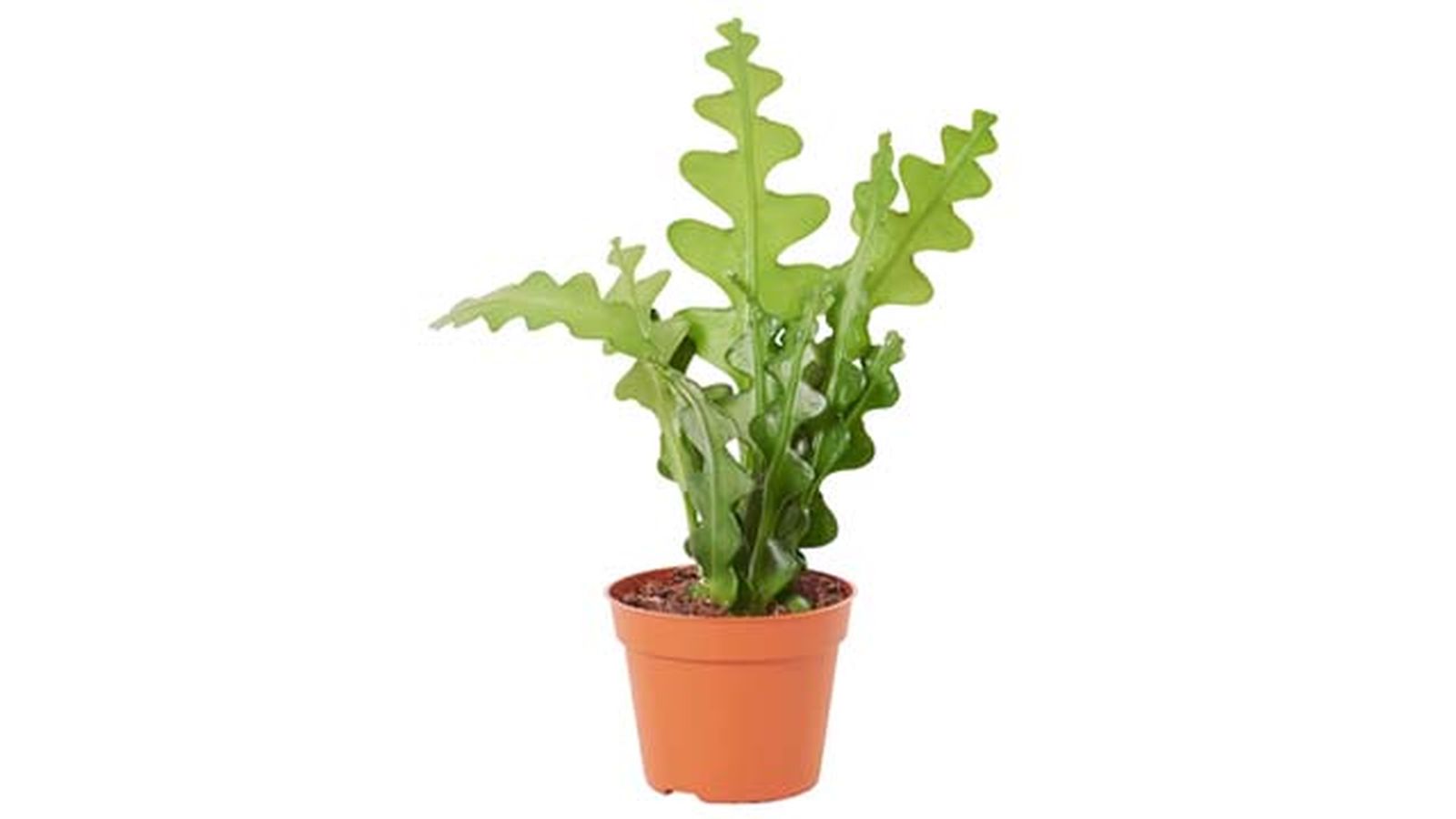 cactus orquidea cactus orquidea
