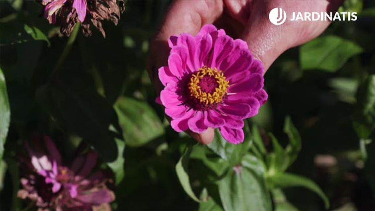 brico 1005 jardin cosecha semillas otono zinnia