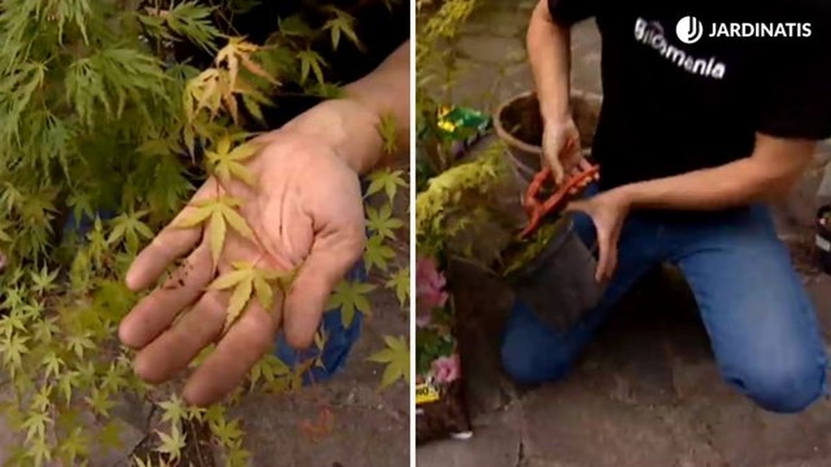 quitar hojas verdes de variedad variegada de arce japones brico 617