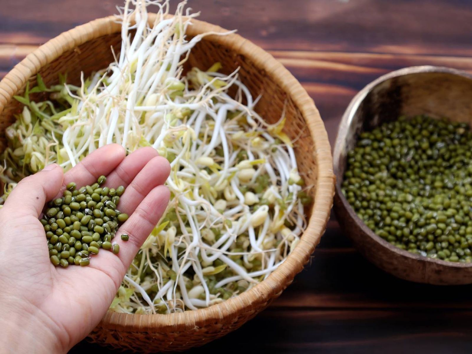 A partir de simples semillas puedes obtener germinados llenos de vida. A partir de simples semillas puedes obtener germinados llenos de vida.