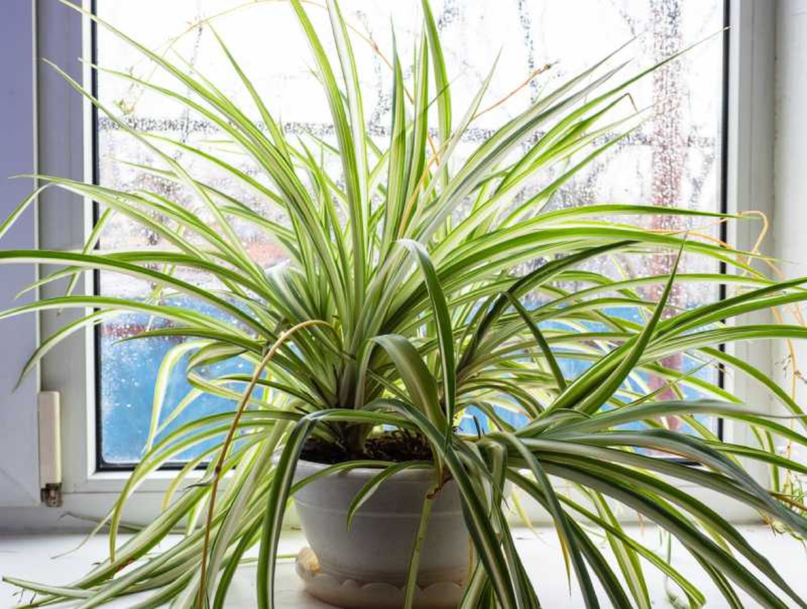 La planta araña en el alféizar irradia vitalidad