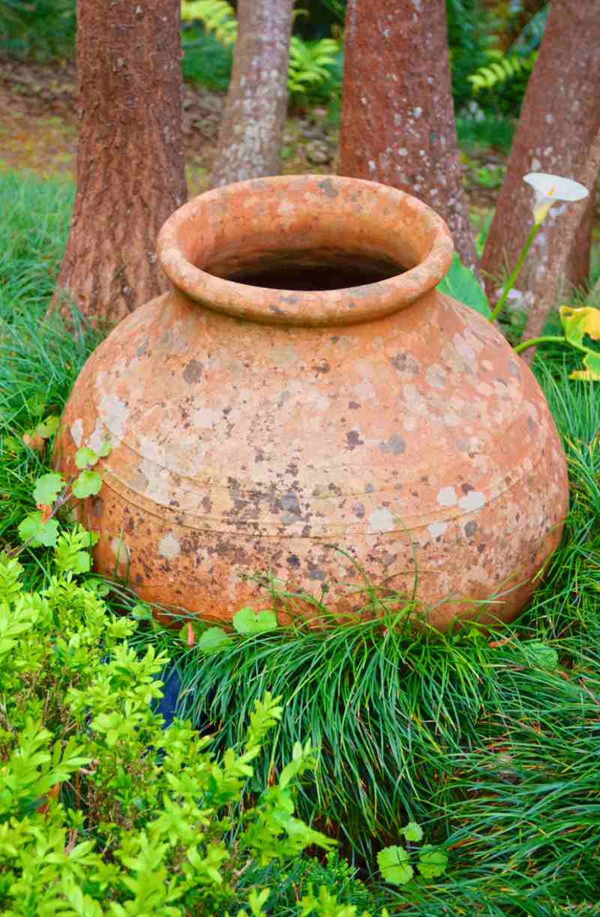 Una humedad adecuada favorece la aparición de líquenes