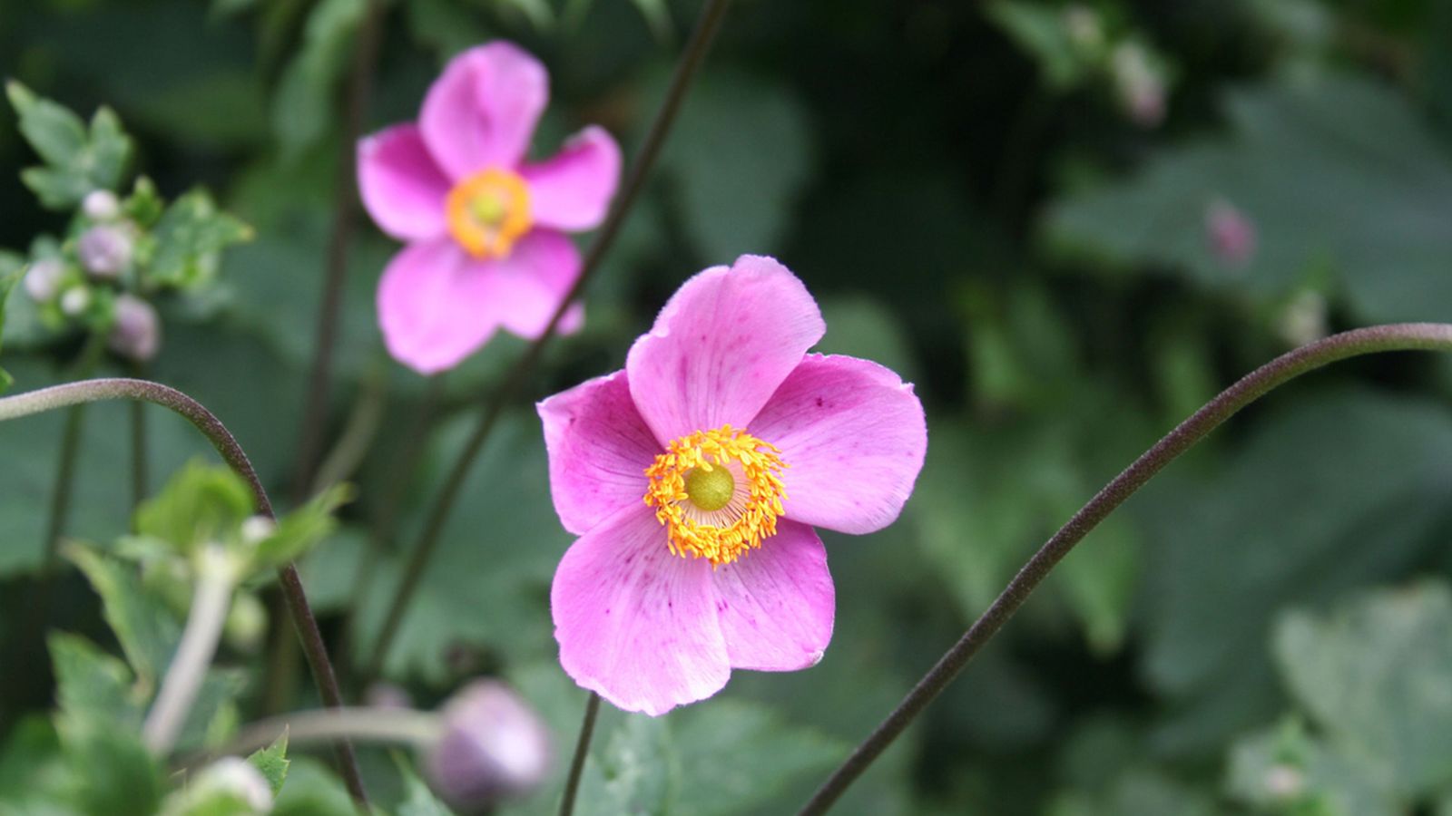 planta anemone japonica planta anemone japonica