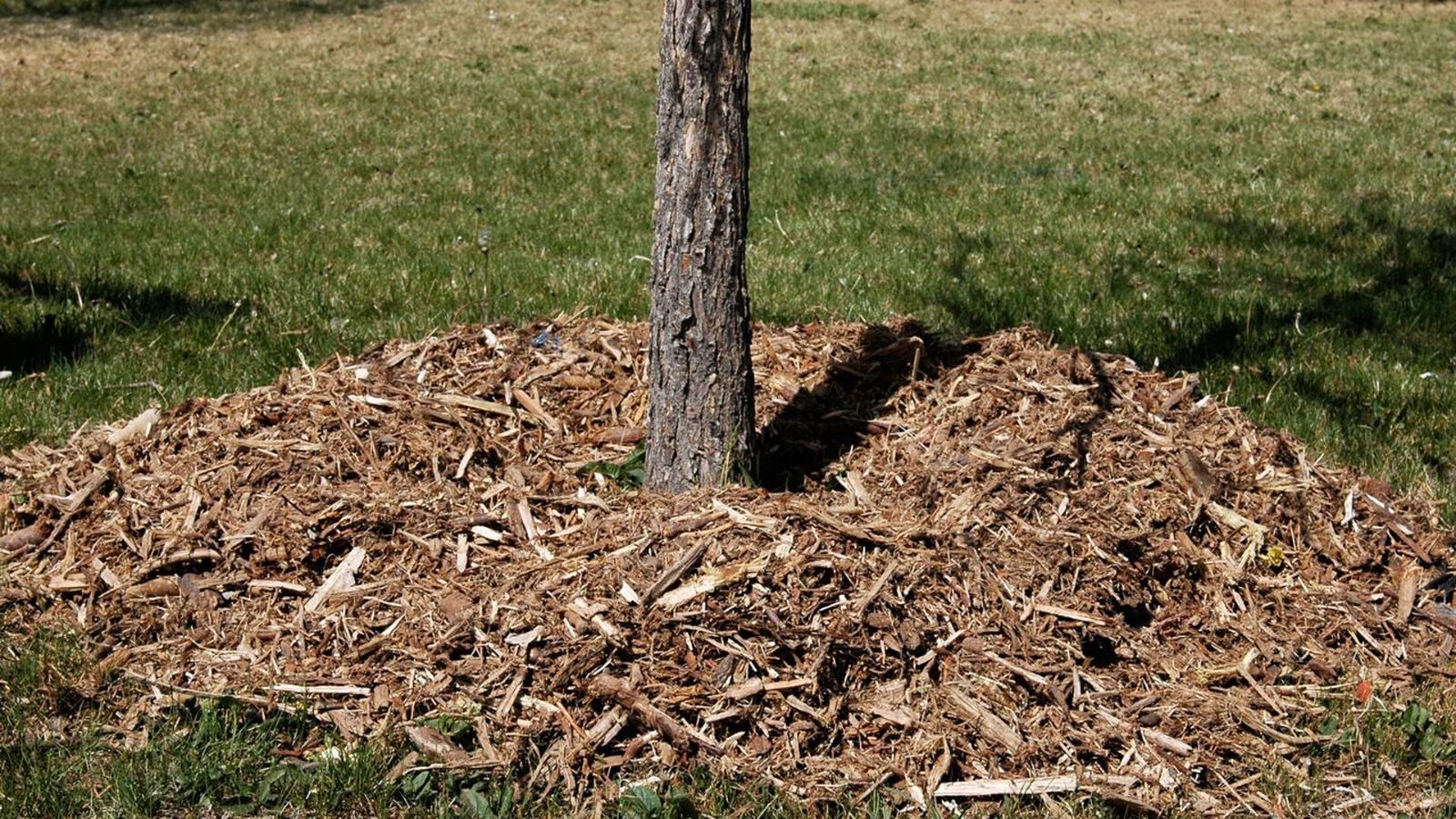 como acolchar un arbol como acolchar un arbol