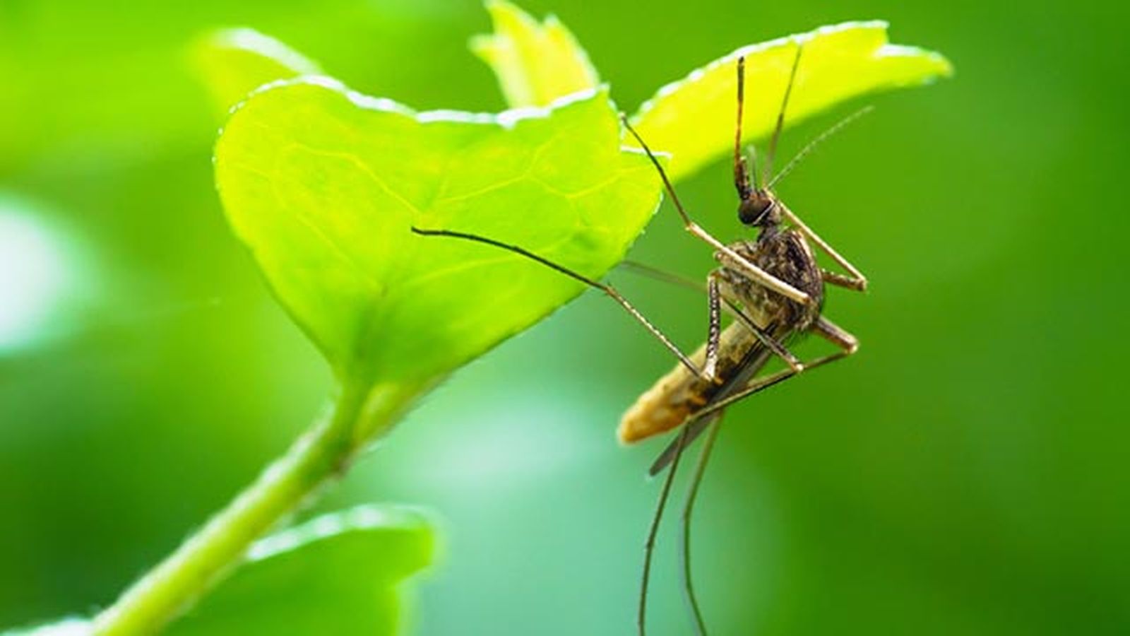 Mosquito sobre una hoja Mosquito sobre una hoja