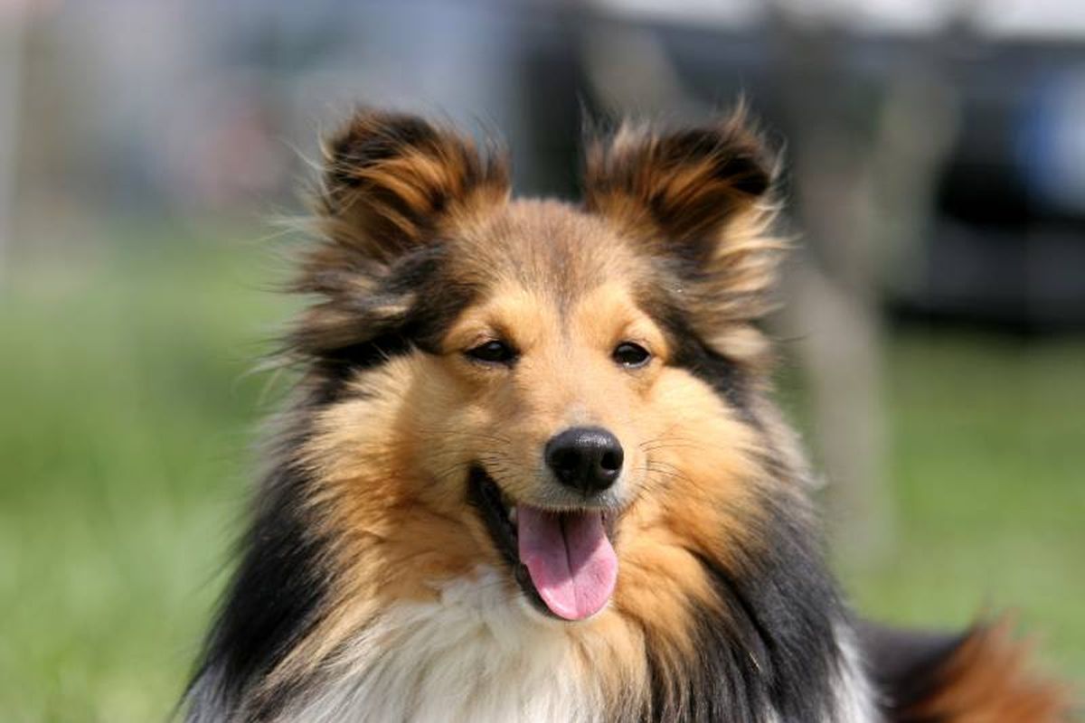 El Shetland Sheepdog es una raza de perro pastor que tiene su origen en las islas Shetland.