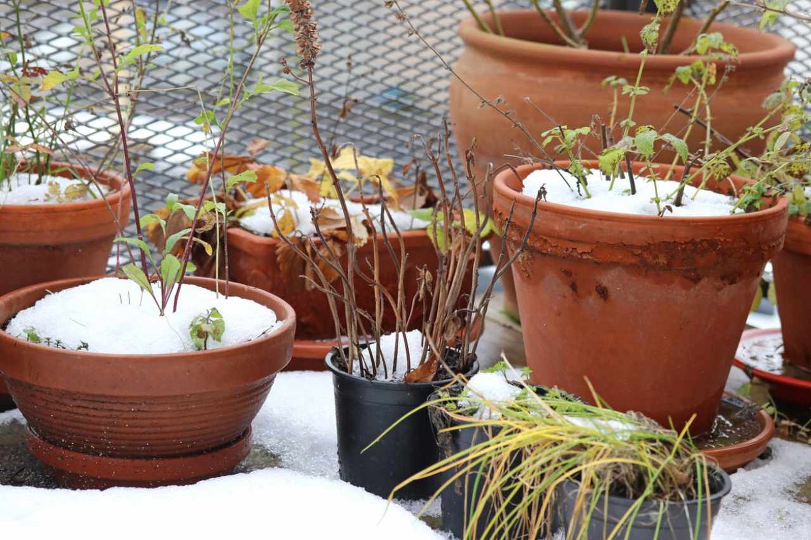 Te sorprenderá lo fácil y natural que es proteger a las plantas en invierno.