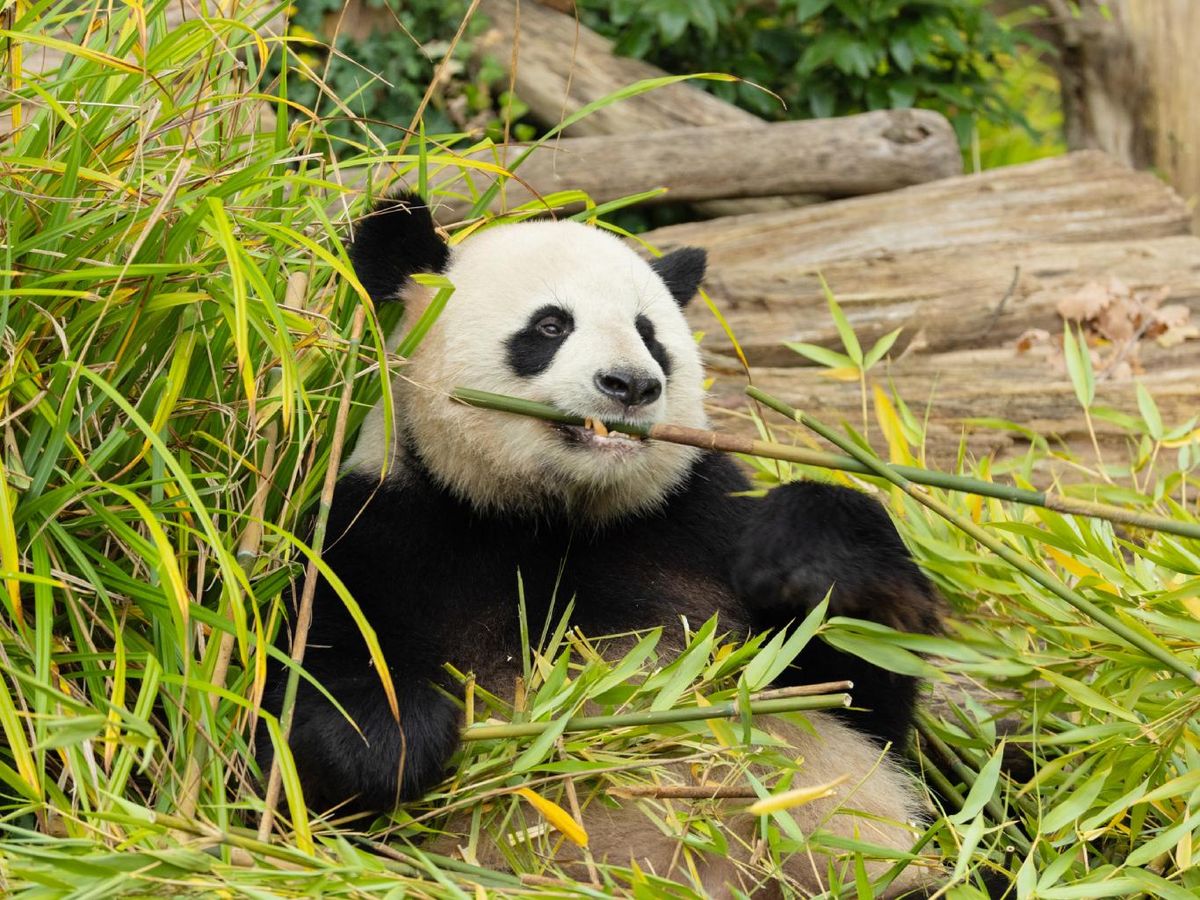 Oso panda comiendo bambú.