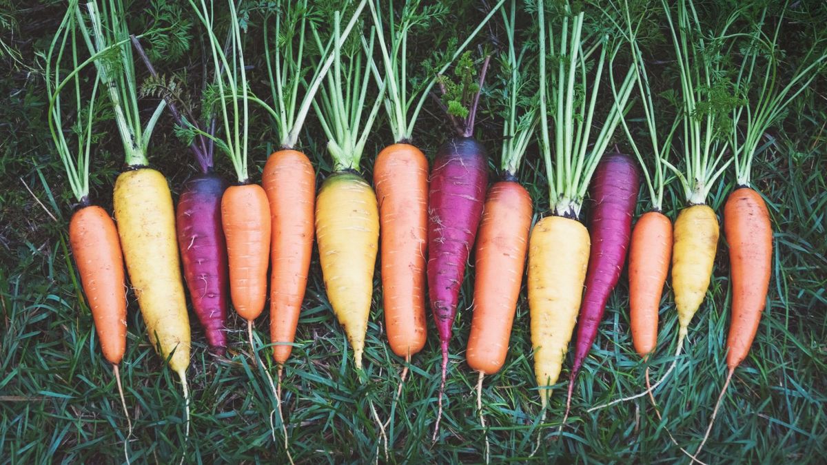 Hay múltiples tipos de zanahorias con sabores muy diferentes