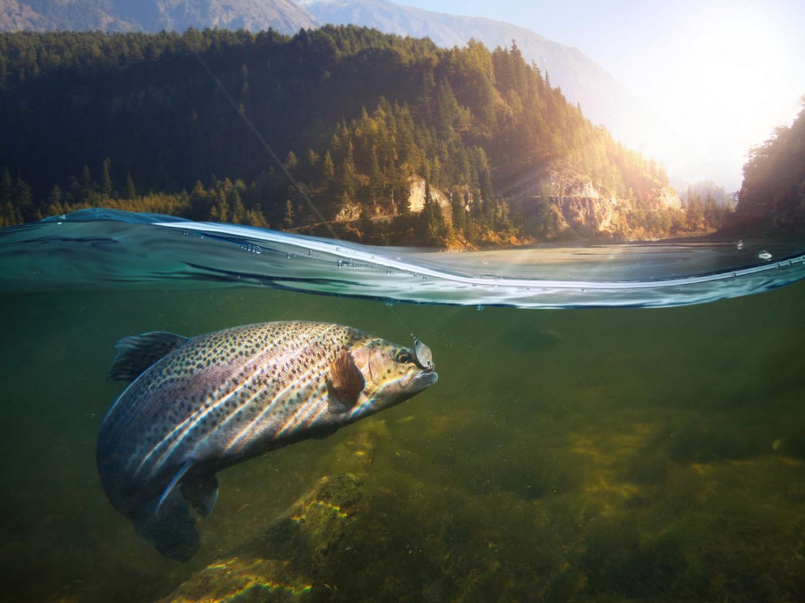 Según su hábitat, hay pescados de agua dulce y de agua salada Según su hábitat, hay pescados de agua dulce y de agua salada