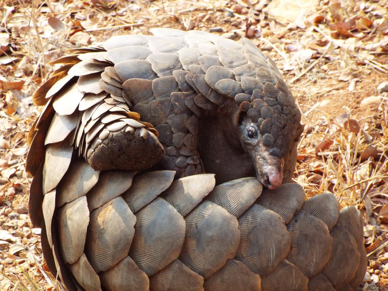 Pangolín (Pholidota). Pangolín (Pholidota).