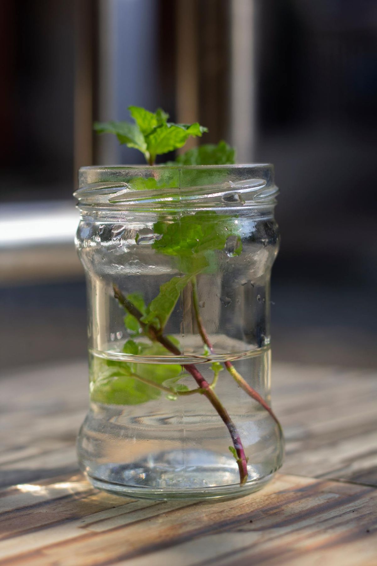 Esqueje en tarro con agua.