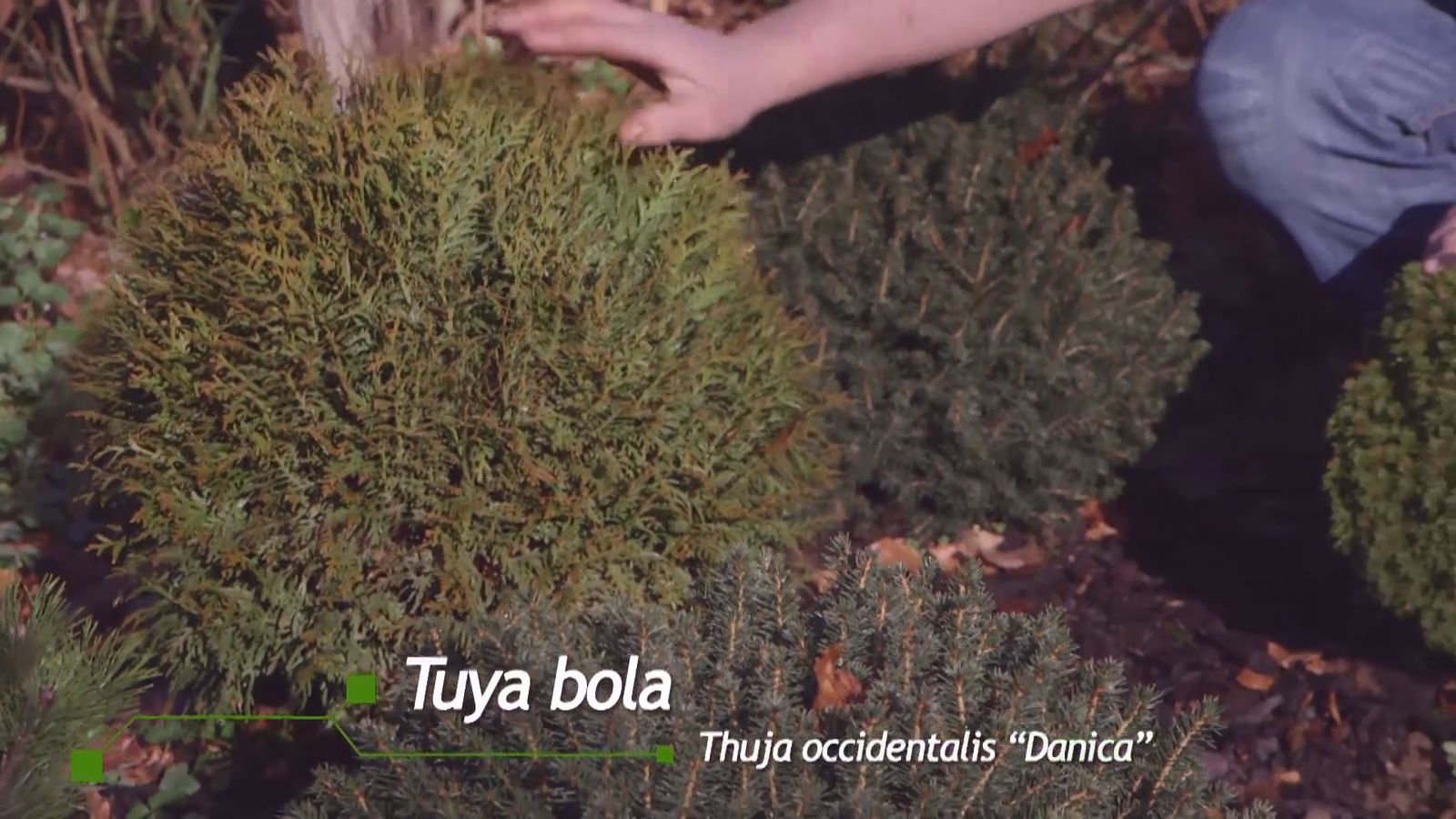 brico 939 3 coniferas forma esferica thuya occidentalis danica brico 939 3 coniferas forma esferica thuya occidentalis danica