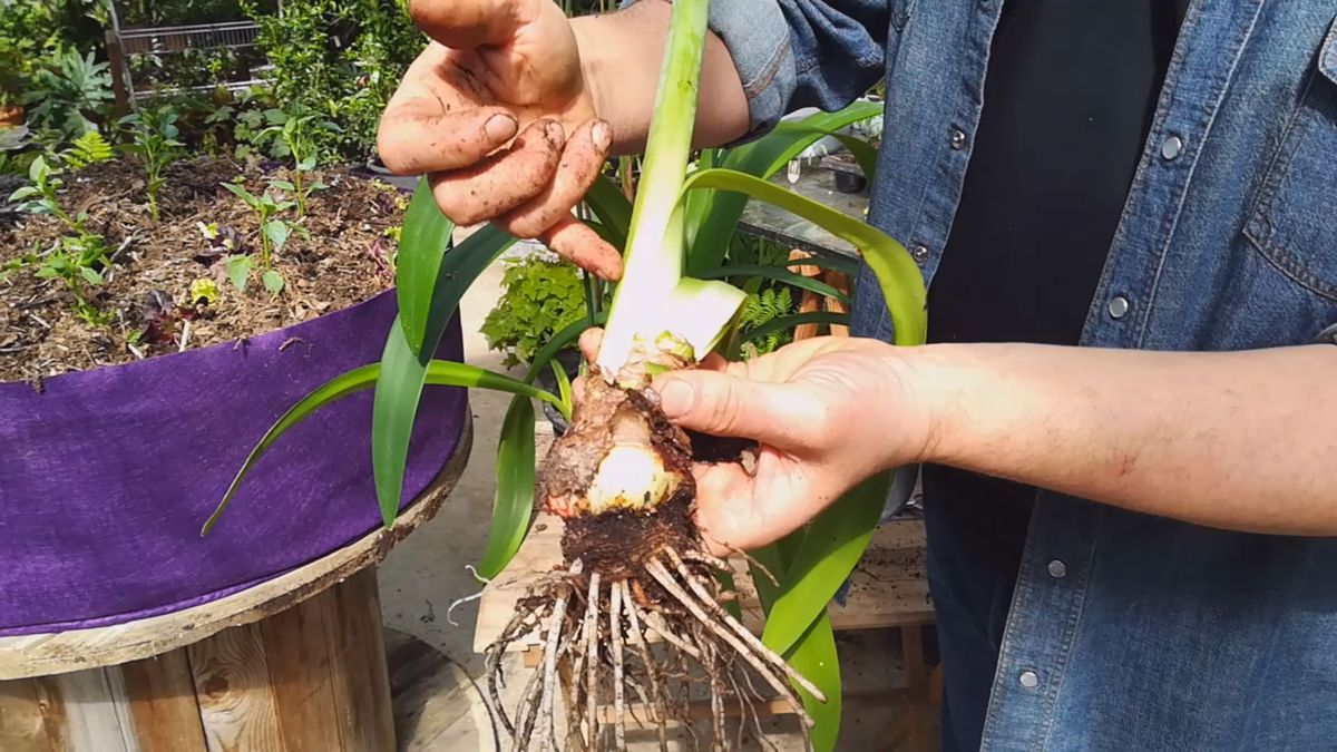cuidados hippeastrum bulbo