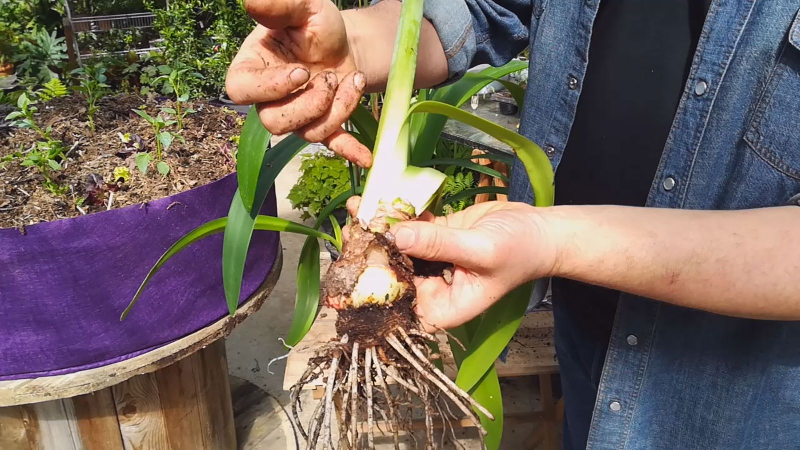 cuidados hippeastrum bulbo