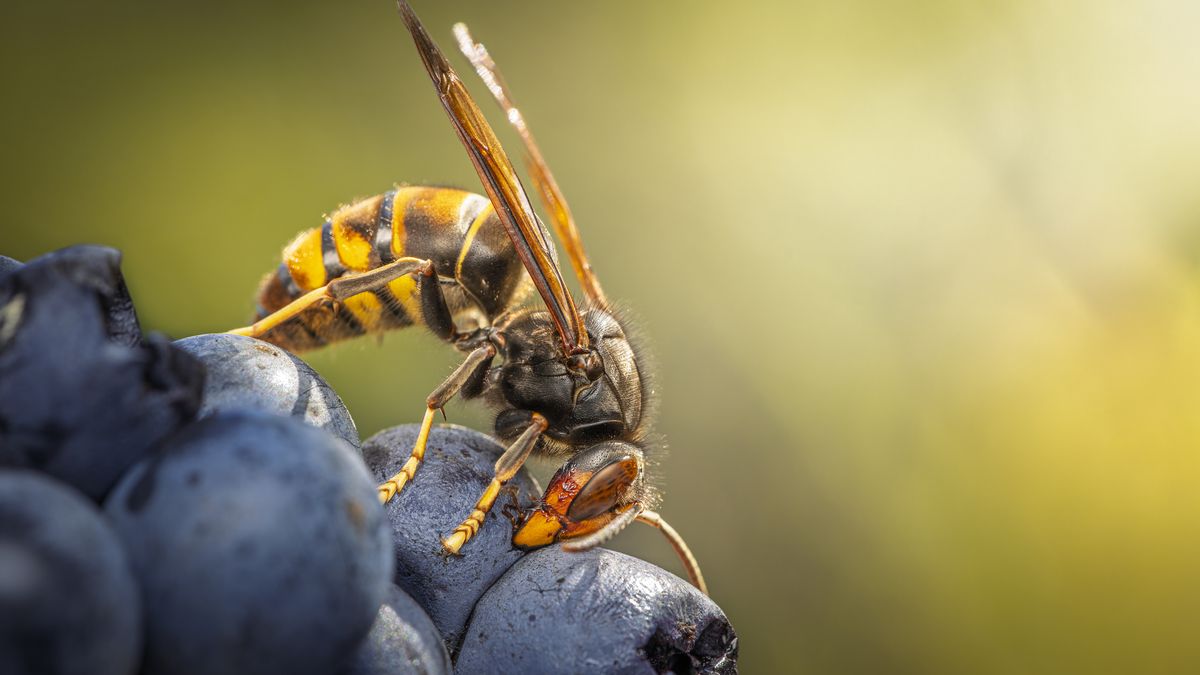 La flora de otros continentes favorece la llegada de la avispa asiática