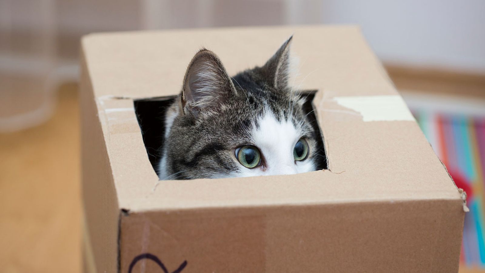 caja gato caja gato