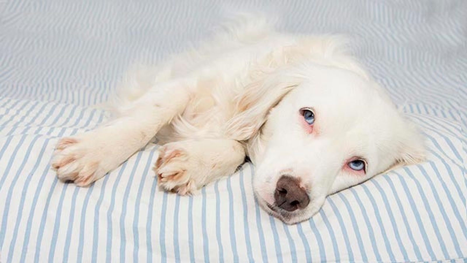 los 6 parasitos mas frecuentes en perros malestar los 6 parasitos mas frecuentes en perros malestar