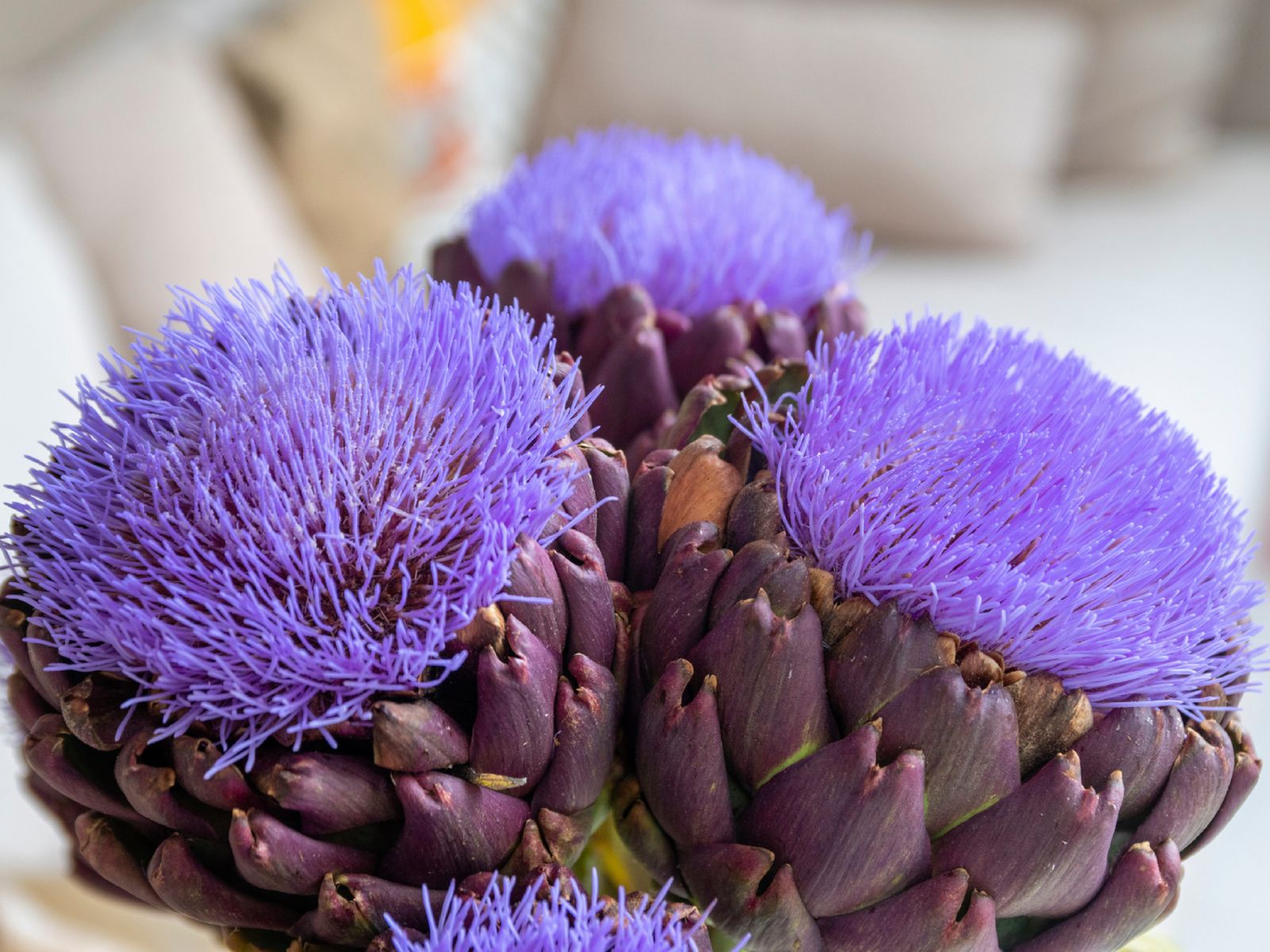 Cuando la alcachofa florece, muestra su verdadero origen: una flor violeta tan bella como efímera.