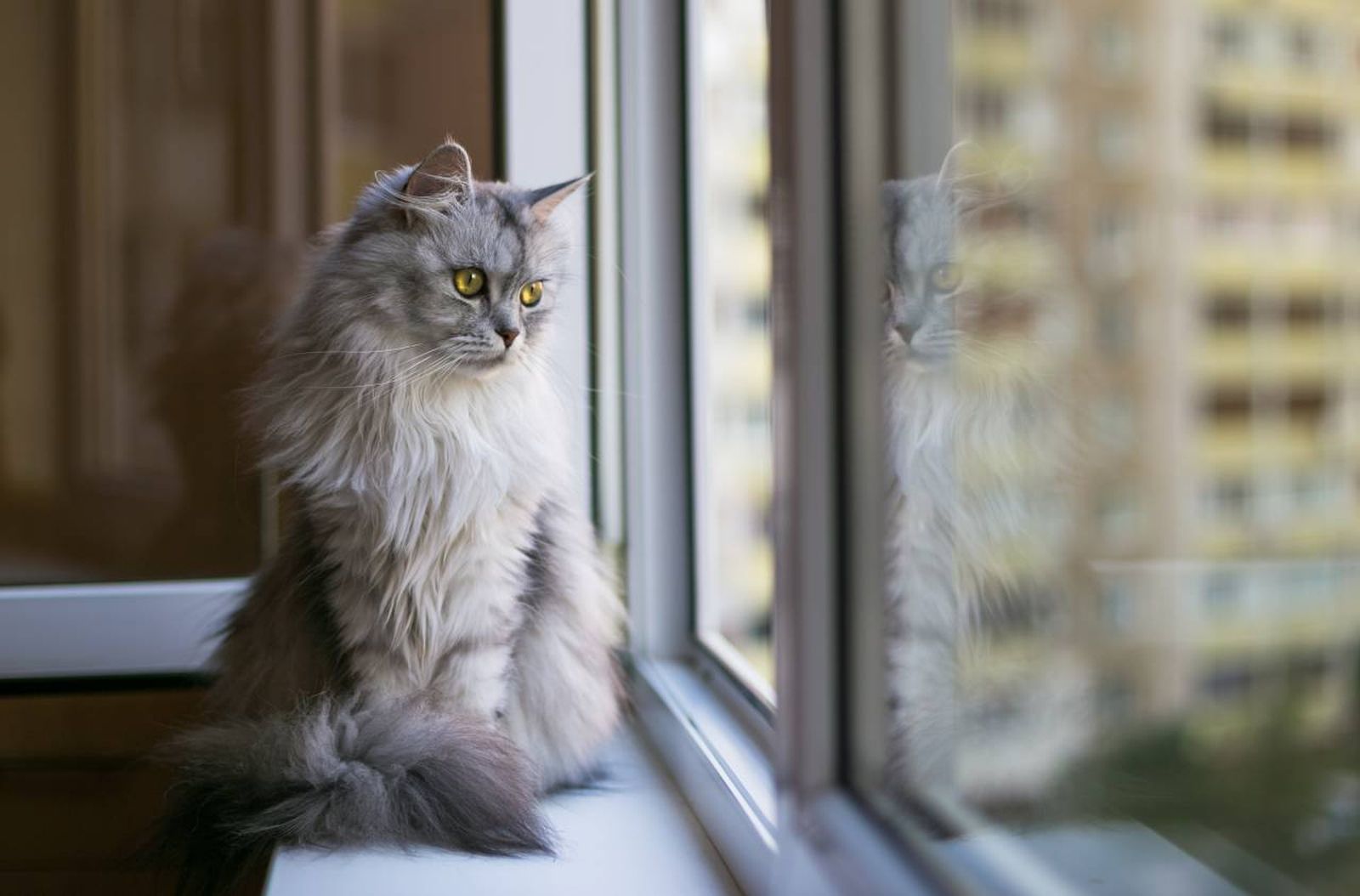 Crea un entorno seguro en el hogar, minimizando los riesgos que puede padecer tu mascota.