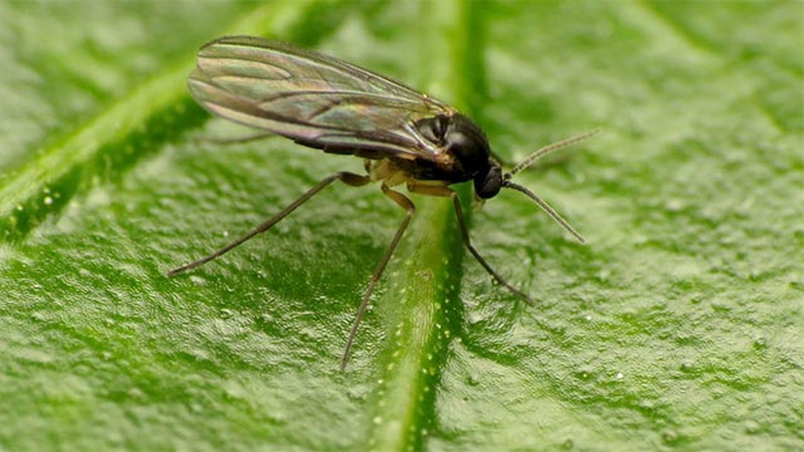 mosca del sustrato mosca del sustrato