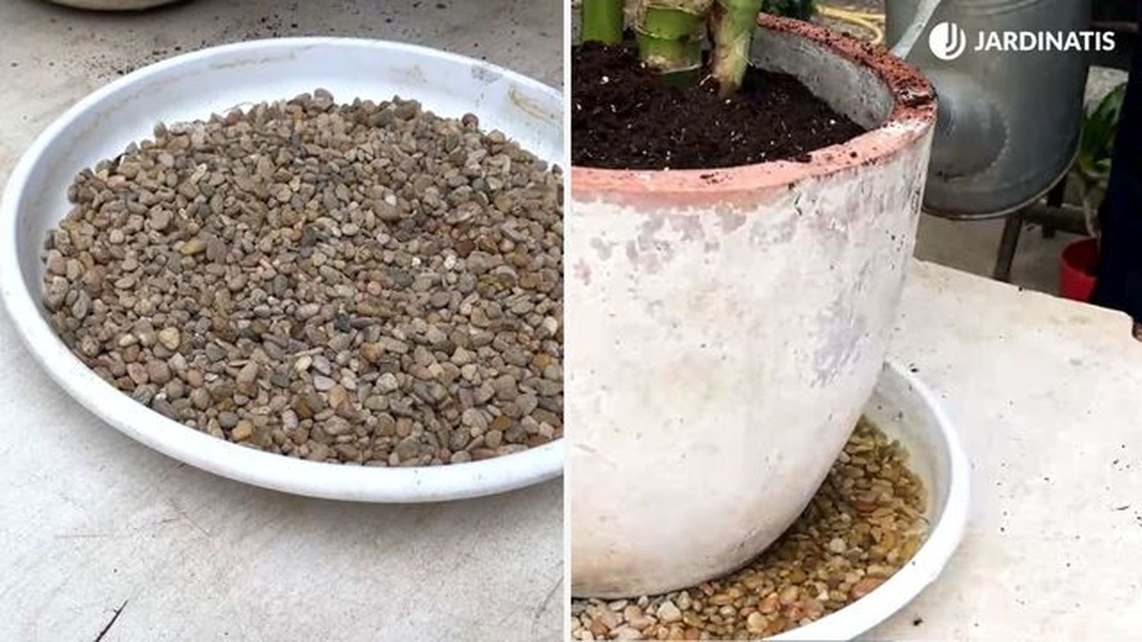 truco para mantener humedad en la dieffenbachia jardinatis 23 33 truco para mantener humedad en la dieffenbachia jardinatis 23 33