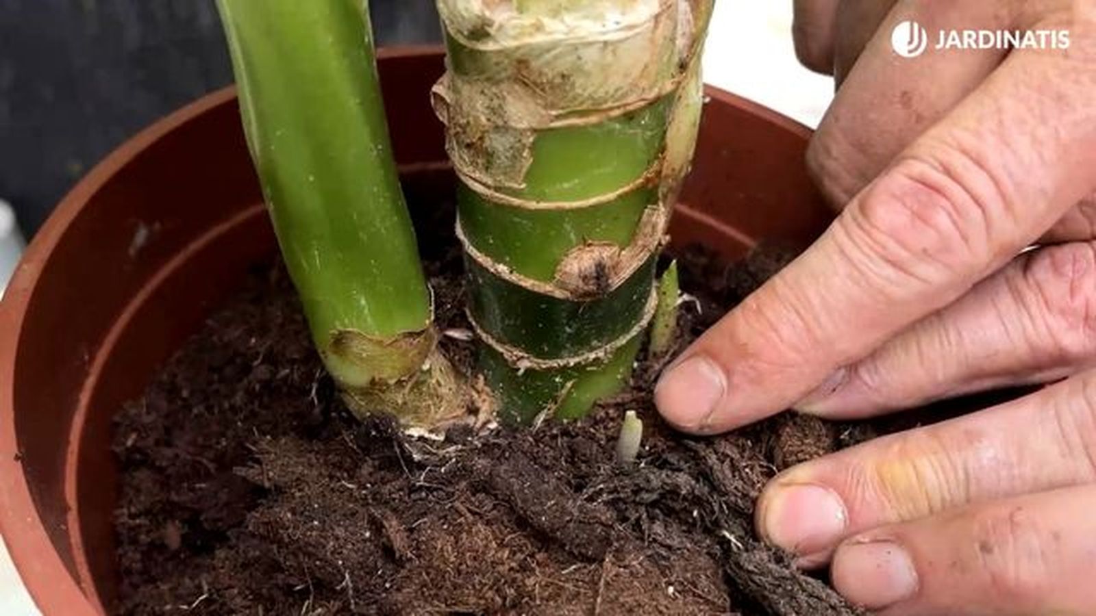 hijuelos de la Diefembaquia hijuelos de la Diefembaquia